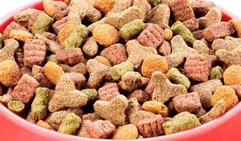 Can Dog Food Go Stale? And Why Do Cats Always Seem to Judge Us?