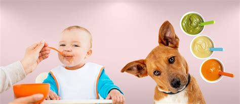 Can Dogs Eat Baby Food? Exploring the Culinary Curiosities of Canines