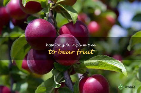 How Long Does a Plum Tree Take to Bear Fruit: And Why Do Squirrels Always Get There First?