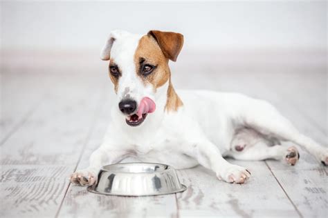 How Long Does It Take for Food to Digest in a Dog, and Why Do They Always Look Guilty After Eating?