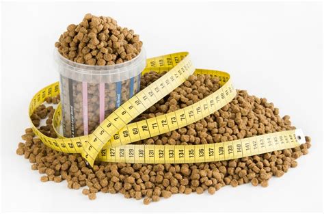 How Many Cups in 6 lbs of Dog Food: A Journey Through Measurement and Imagination