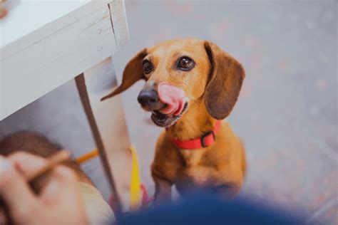 How Much Food Should a Mini Dachshund Eat: A Journey Through Canine Culinary Queries