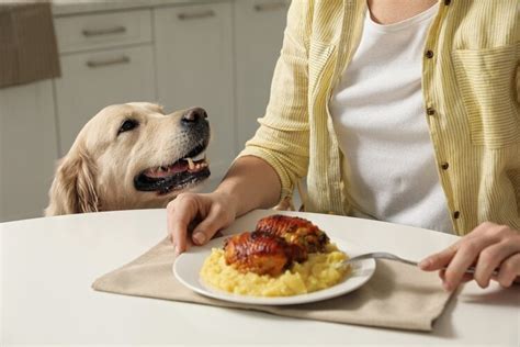 How to Stop a Dog from Begging for Food: And Why Your Couch Might Be the Real Culprit