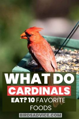 What Are Cardinals' Favorite Food and How Do They Influence Garden Ecosystems?