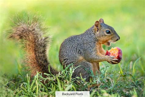 What is a Squirrel's Favorite Food, and Why Do They Love to Hoard It?