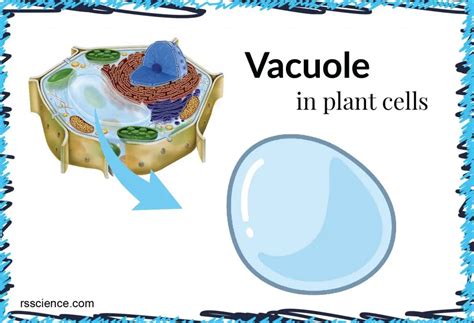 What organelle is responsible for storing food and water, and why do vacuoles sometimes feel like the introverts of the cell?