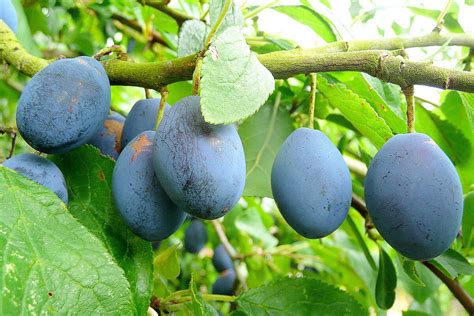 What Type of Fruit is a Damson, and Why Does It Taste Like a Forgotten Memory?