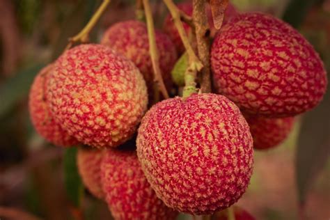 Where to Buy Lychee Fruit Near Me: Exploring the Sweet and Tangy World of Lychee