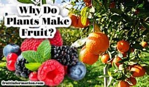 Why Do Plants Make Fruit: A Sweet Symphony of Survival and Seduction